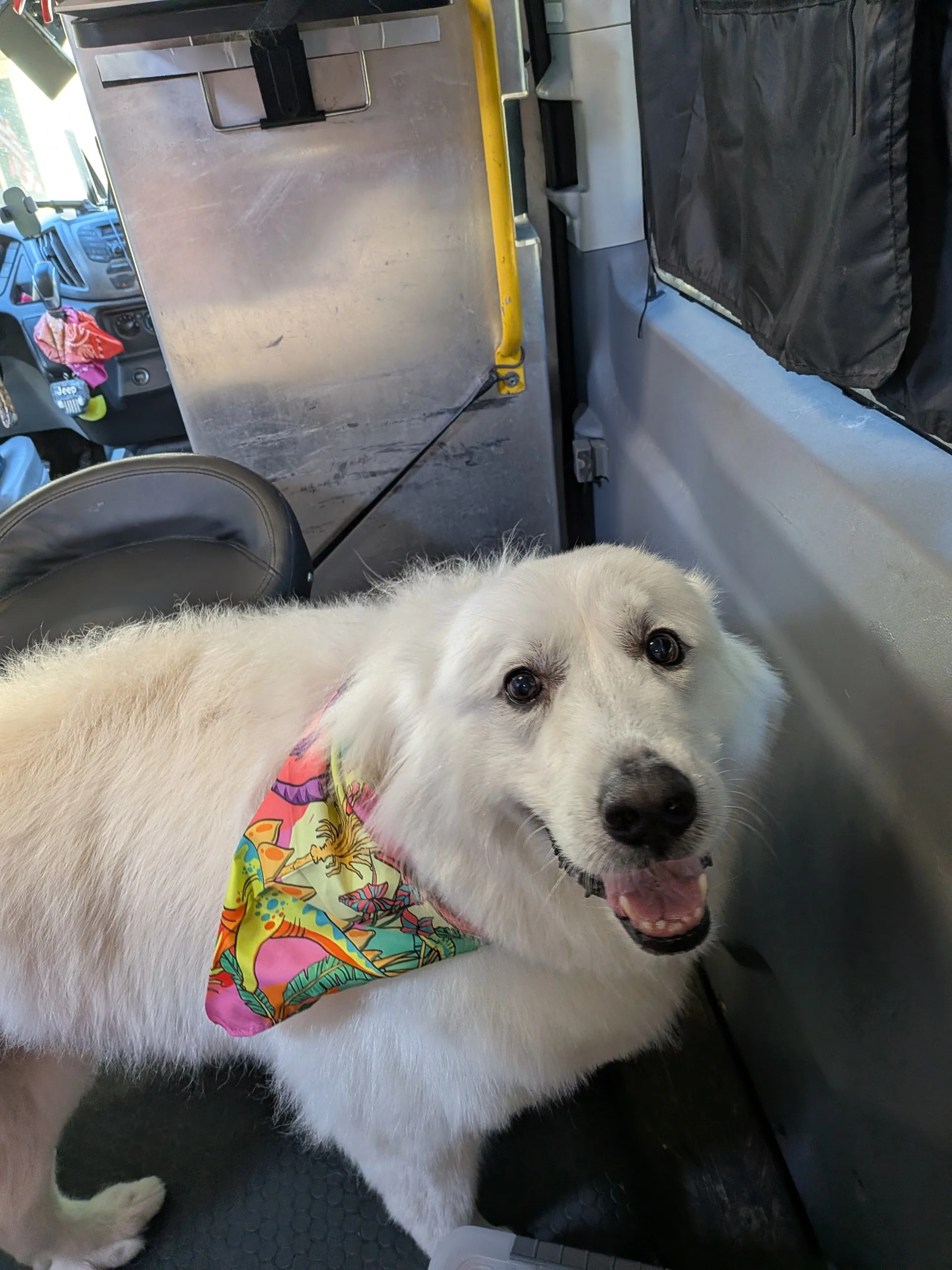 Meet Lola: Our Sweet Tripod Great Pyrenees Mix