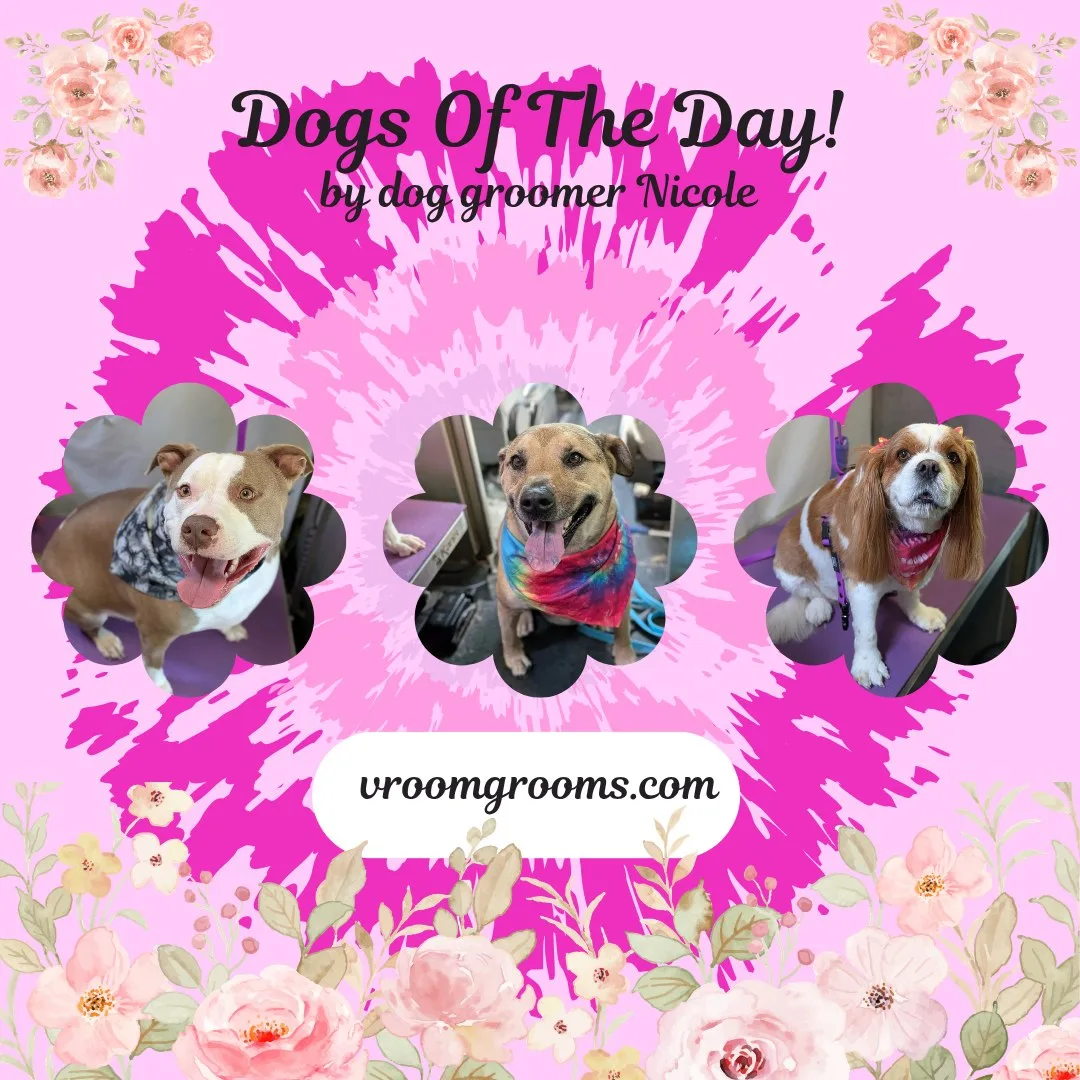 Dogs of the Day: Monday, August 31st