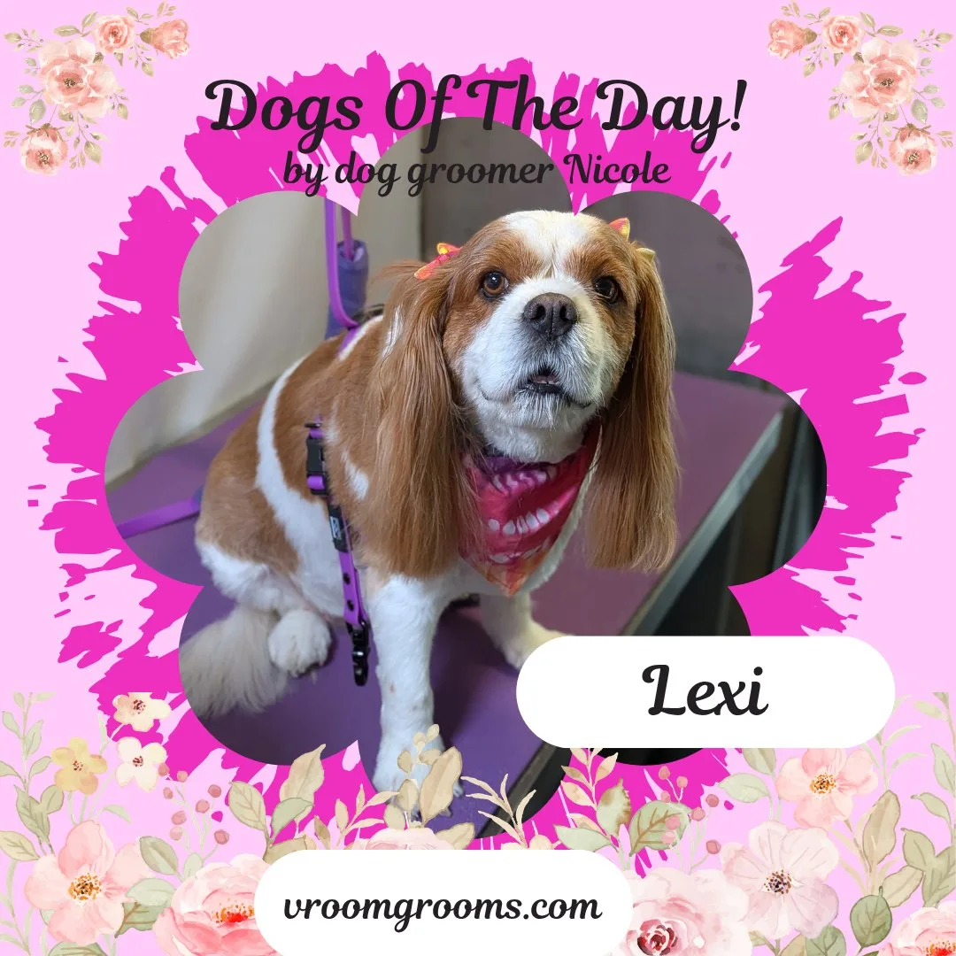 Lexi the Cavalier King Charles Spaniel with tiny bows and a pink bandana in a flower frame on the pink Dogs of the Day design with pink roses by dog groomer Nicole