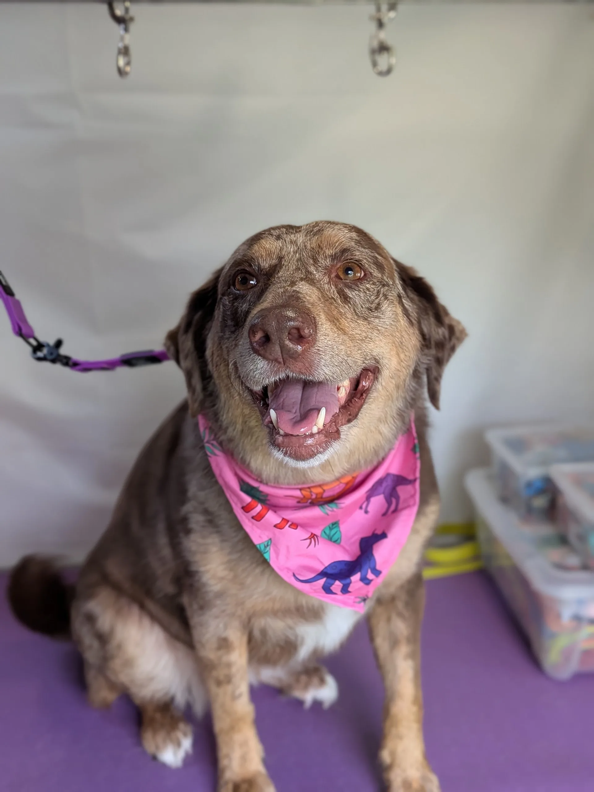 Callie the marbled brown and tan Australian Shepherd Lab mix sitting on the grooming table wearing a bright orange and pink dinosaur print bandana, mouth open in a big happy grin with her tongue out