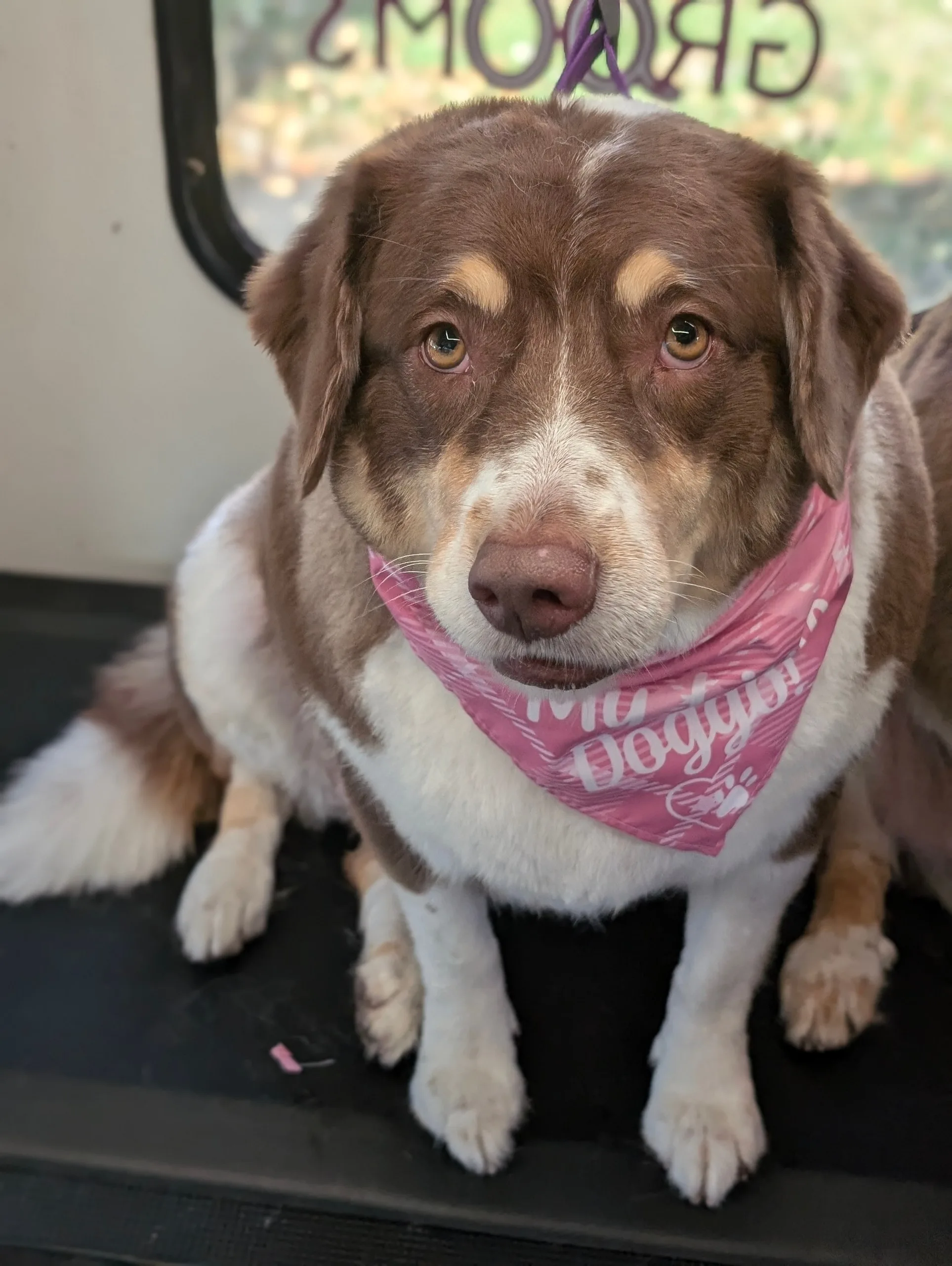Meet Anoush: The Opinionated Australian Shepherd With the Disappearing Feet Trick