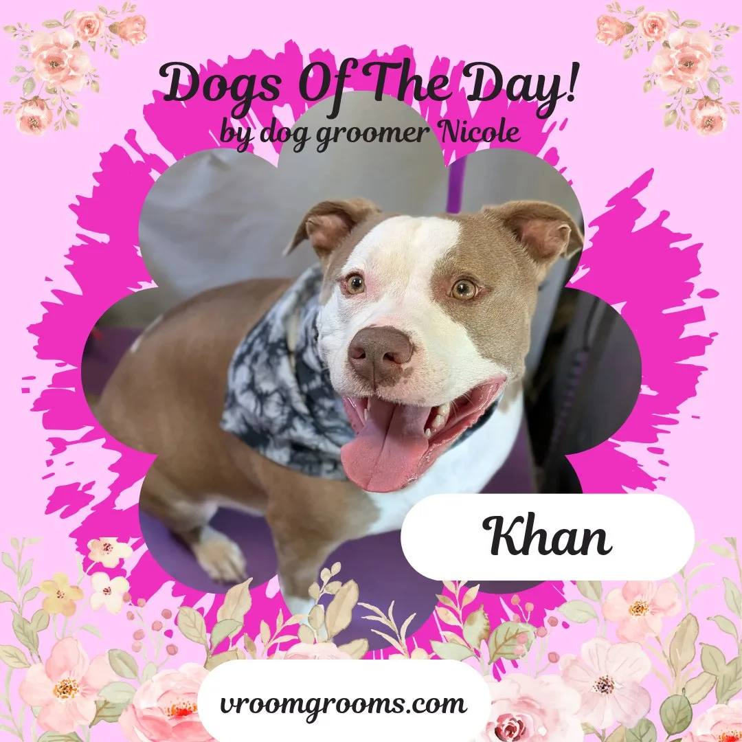 Khan the tan and white pit bull terrier smiling big in a gray patterned bandana in a flower frame on the pink Dogs of the Day design with pink roses by dog groomer Nicole