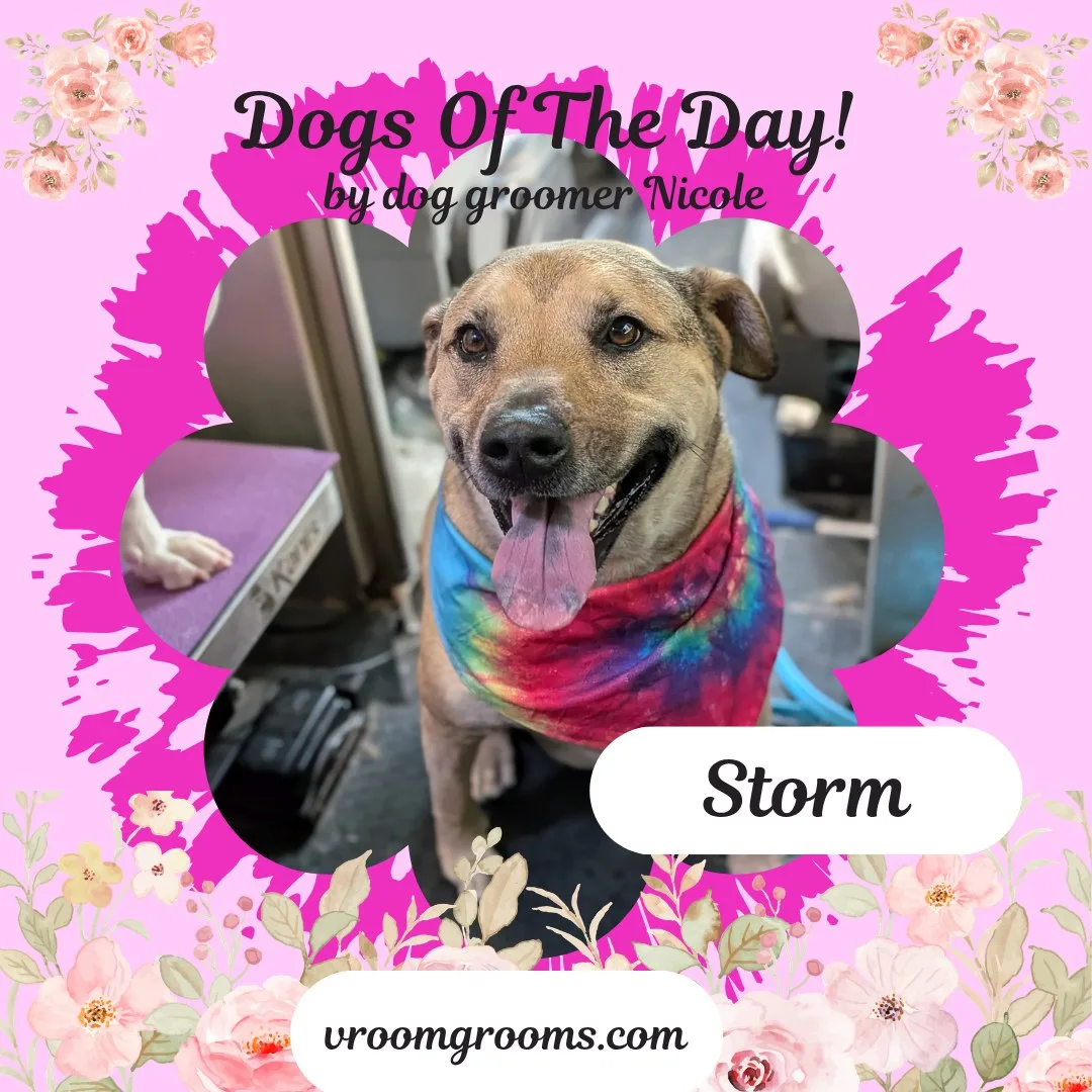 Storm the tan and brown pit bull terrier with a happy tongue-out smile wearing a rainbow tie-dye bandana in a flower frame on the pink Dogs of the Day design with pink roses by dog groomer Nicole