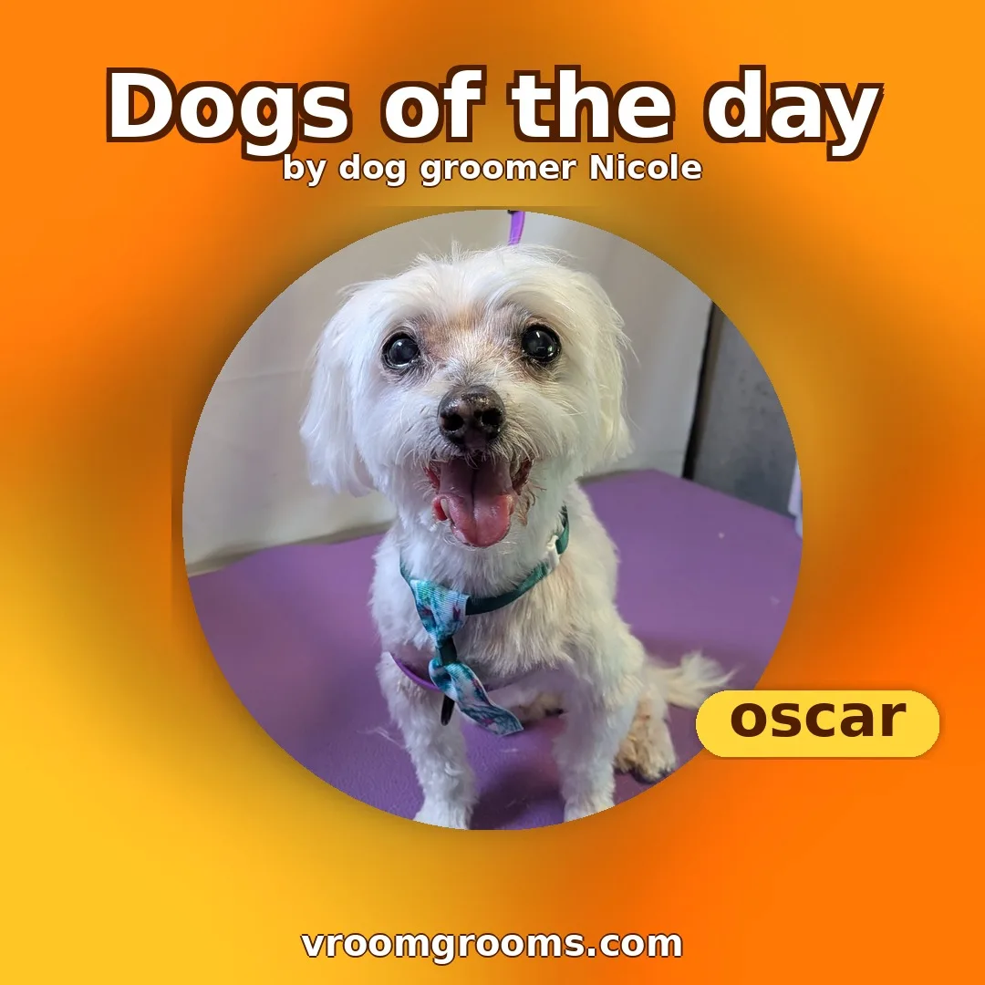Dogs of the day tie-dye single-dog design featuring Oscar, on an orange and yellow tie-dye background, by dog groomer Nicole. Vroom Grooms LLC, vroomgrooms.com.