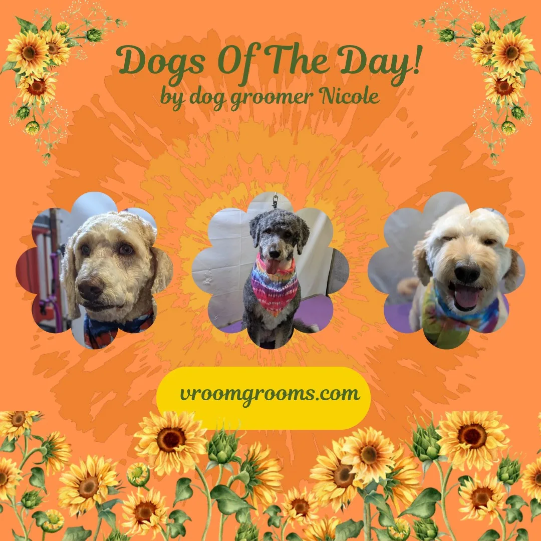 Dogs of the Day: Thursday, August 27th