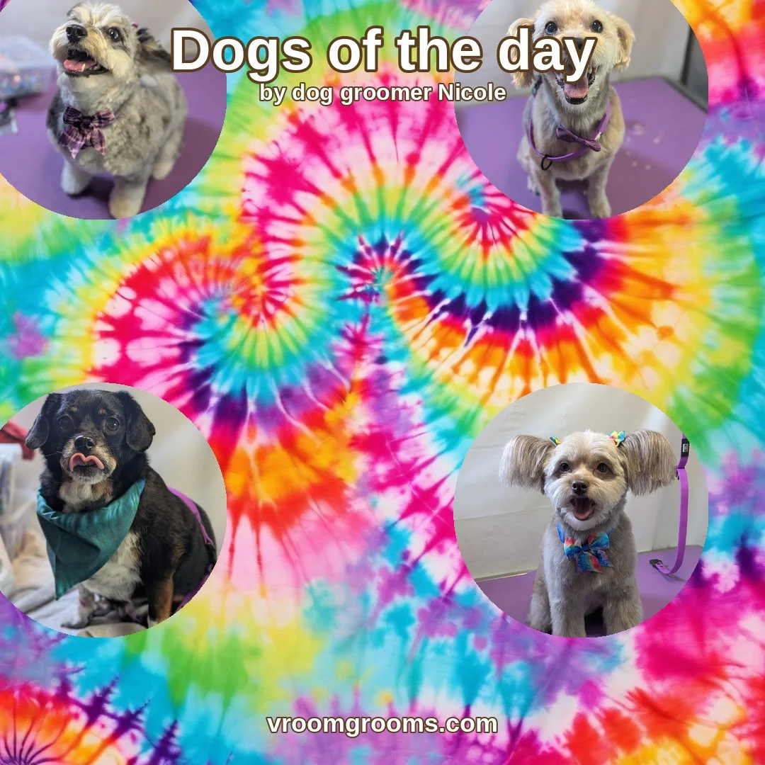 Dogs of the Day: Tuesday, August 25th