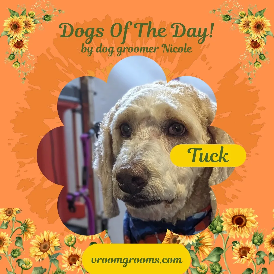 Tuck the cream Australian Labradoodle in a red and blue tie-dye bandana, face close-up, in a sunflower petal frame on the orange Dogs of the day template by dog groomer Nicole