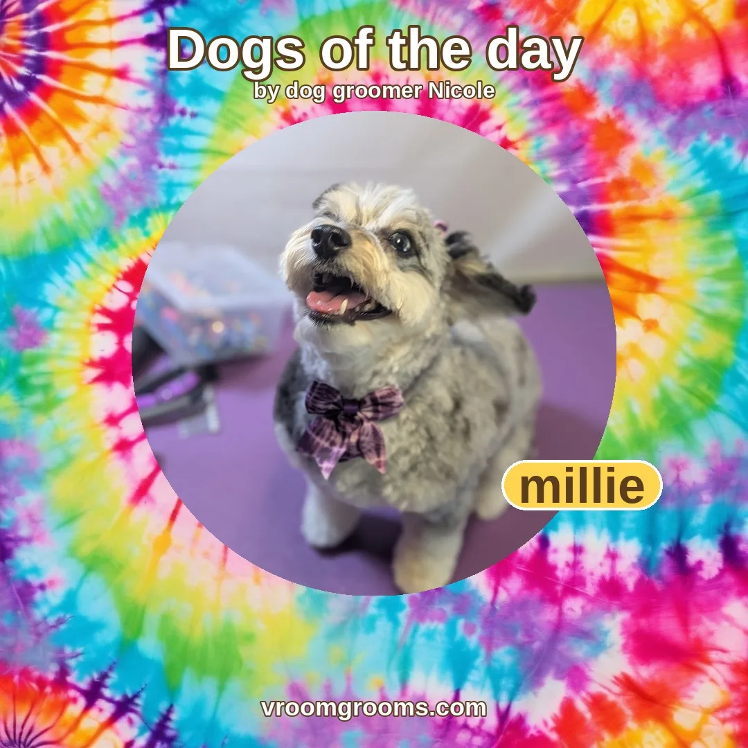 Millie the mini aussie doodle in a circular photo with yellow rim, on a tie-dye Dogs of the day template by dog groomer Nicole
