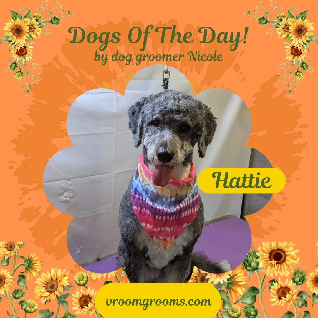 Hattie the Bernedoodle in a sunflower petal frame on the orange Dogs of the day template by dog groomer Nicole