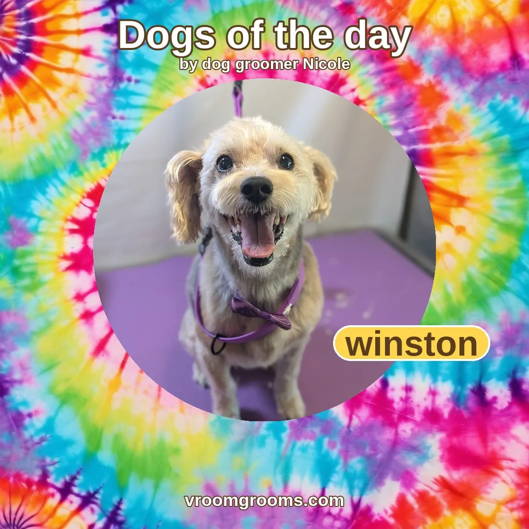 Winston the cream-colored terrier mix in a circular photo with yellow rim, on a tie-dye Dogs of the day template by dog groomer Nicole