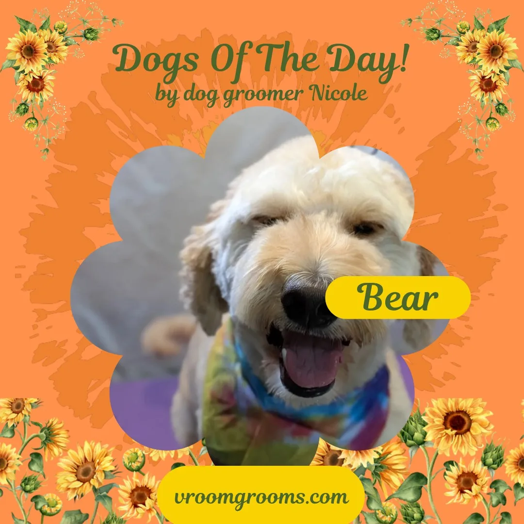Bear the Goldendoodle with his tongue out in a sunflower petal frame on the orange Dogs of the day template by dog groomer Nicole