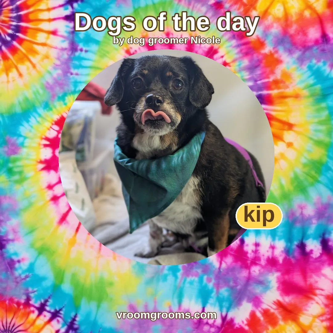 Kip the beagle mix in a circular photo with yellow rim, on a tie-dye Dogs of the day template by dog groomer Nicole
