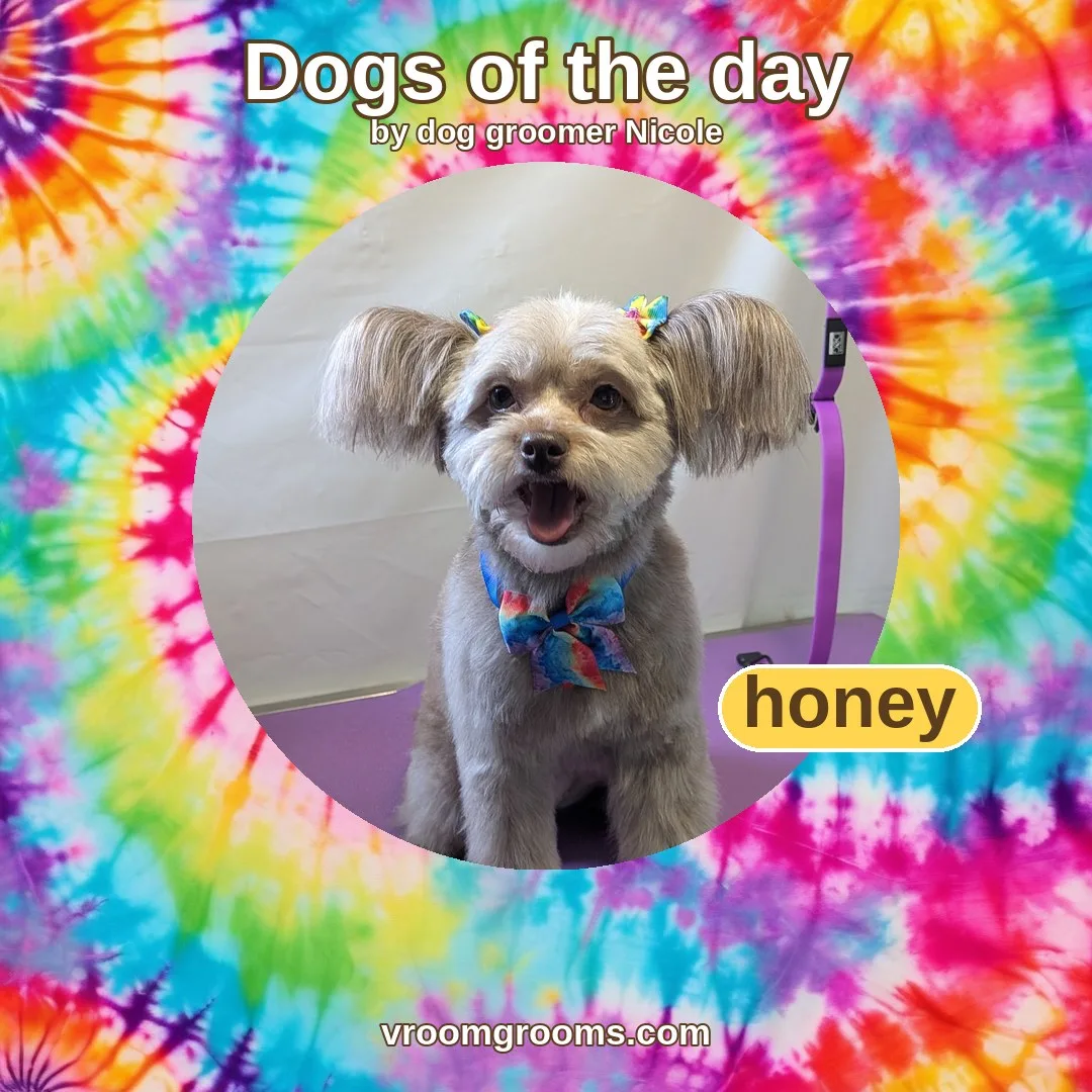 Honey the papillon mix in a circular photo with yellow rim, on a tie-dye Dogs of the day template by dog groomer Nicole
