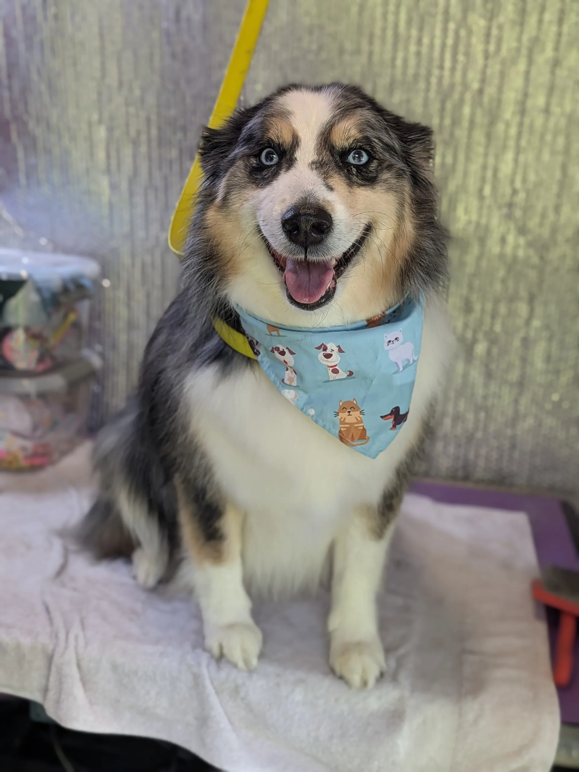 Sophie the tri-color Australian Shepherd with one blue eye and one amber eye sitting on the grooming table wearing a hot pink bandana with white bones and dark pink hearts, mouth open in a happy smile with tongue out, yellow lead visible behind her