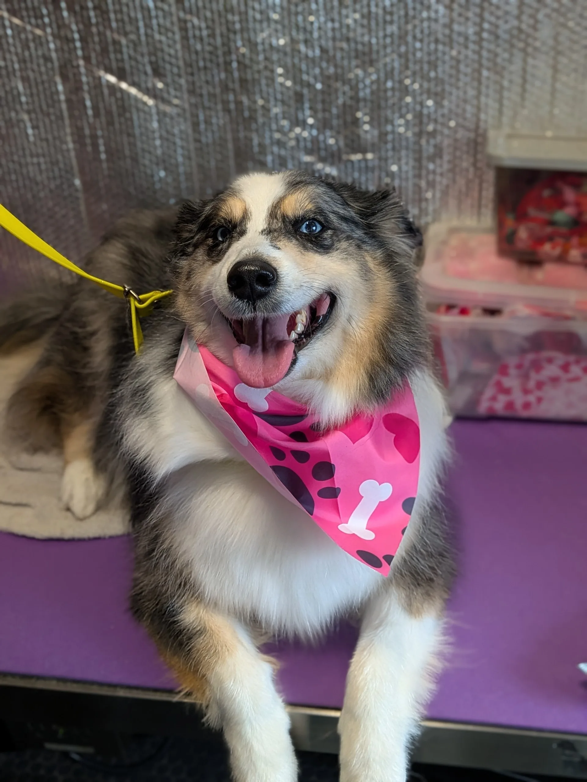 Sophie the tri-color Australian Shepherd with one blue eye and one amber eye sitting on the grooming table wearing a hot pink bandana with white bones and dark pink hearts, mouth open in a happy smile with tongue out, yellow lead visible behind her