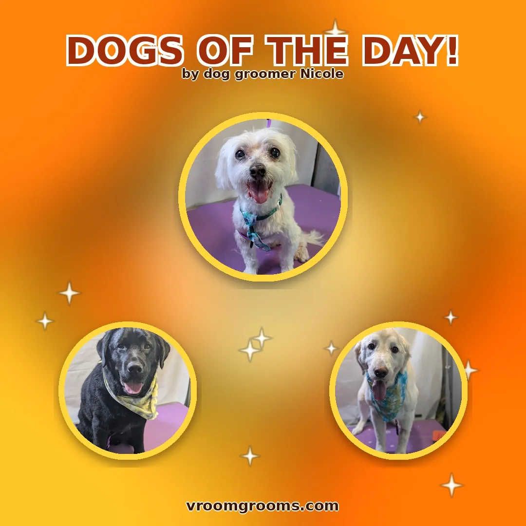 Dogs of the Day: Wednesday, August 26th
