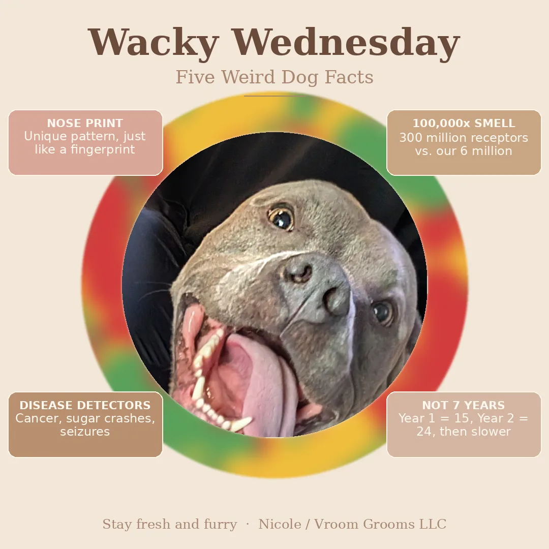 Wacky Wednesday: Five Weird Dog Facts You Probably Did Not Know