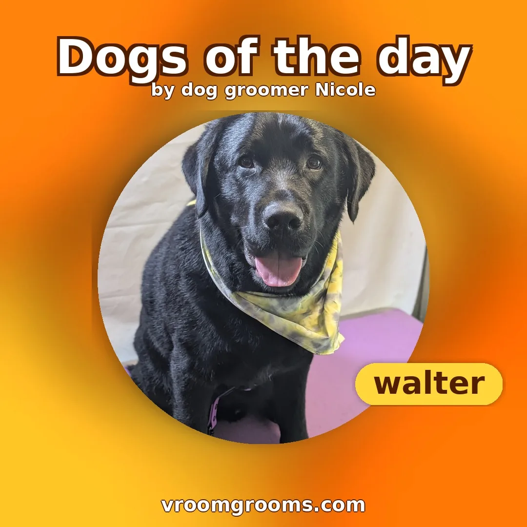 Dogs of the day tie-dye single-dog design featuring Walter, on an orange and yellow tie-dye background, by dog groomer Nicole. Vroom Grooms LLC, vroomgrooms.com.