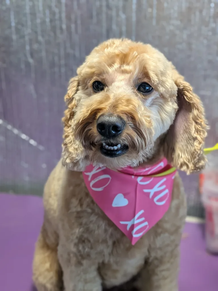 Bella the apricot Mini Doodle on the Vroom Grooms grooming table wearing a hot pink bandana with XOXO and hearts