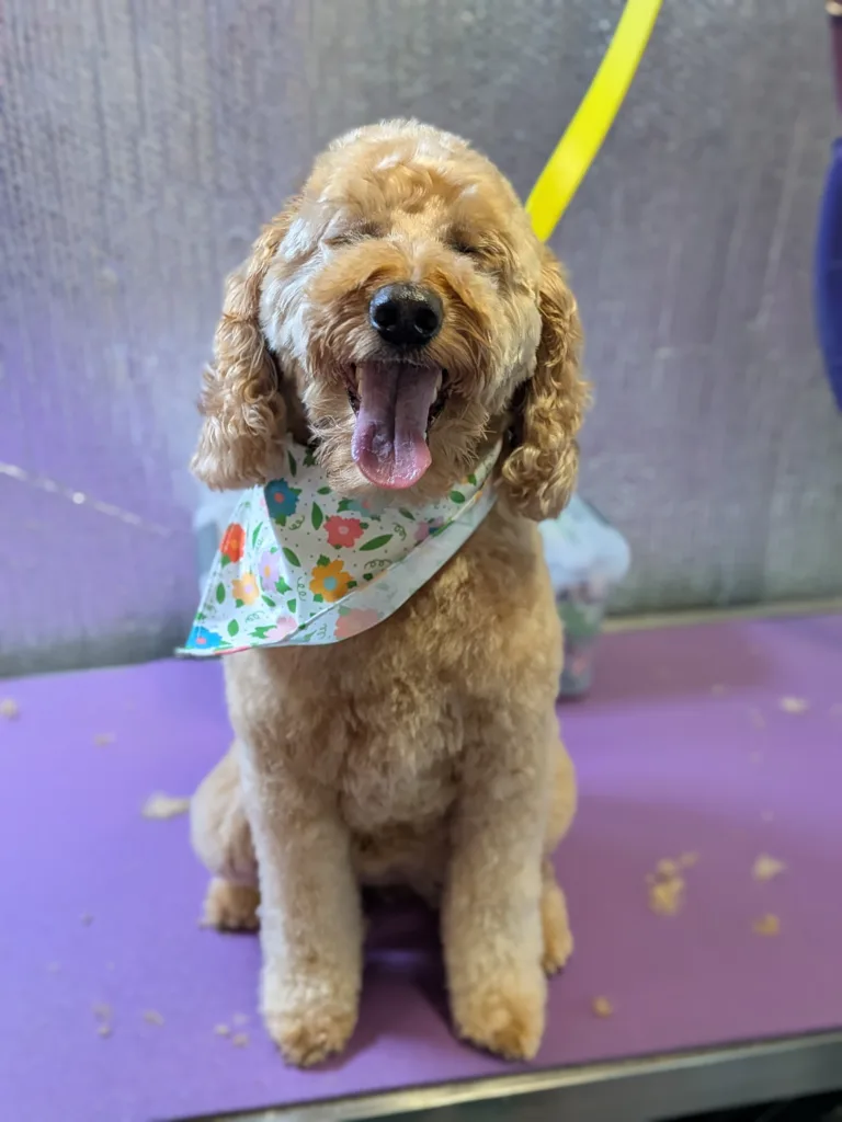 Bella the apricot Mini Doodle on the Vroom Grooms grooming table wearing a white floral bandana with LOVE script and tongue out