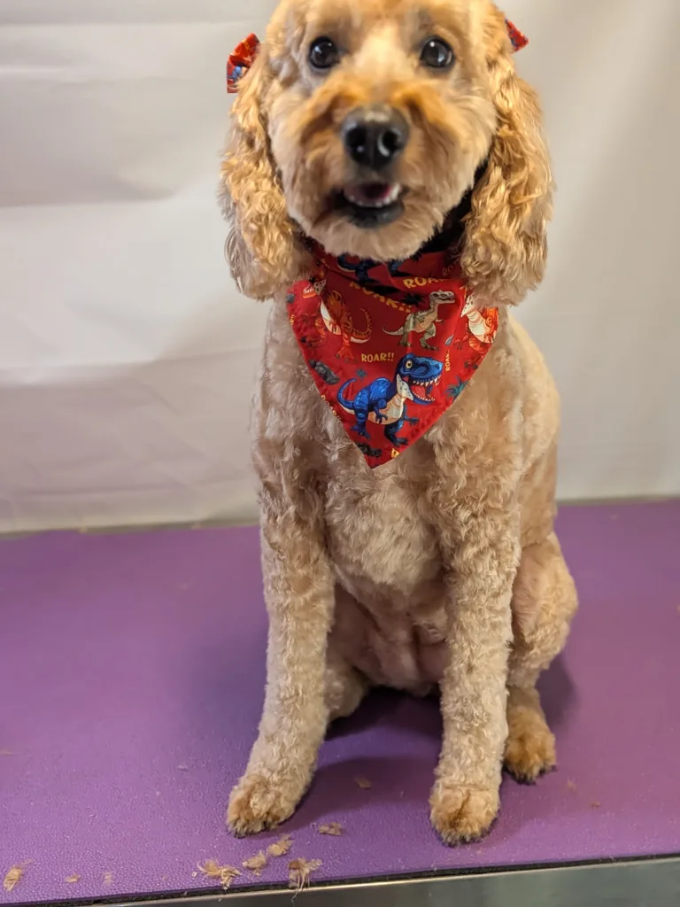 Bella the apricot Mini Doodle sitting on the Vroom Grooms grooming table wearing a red bandana with dinosaurs and ROAR text