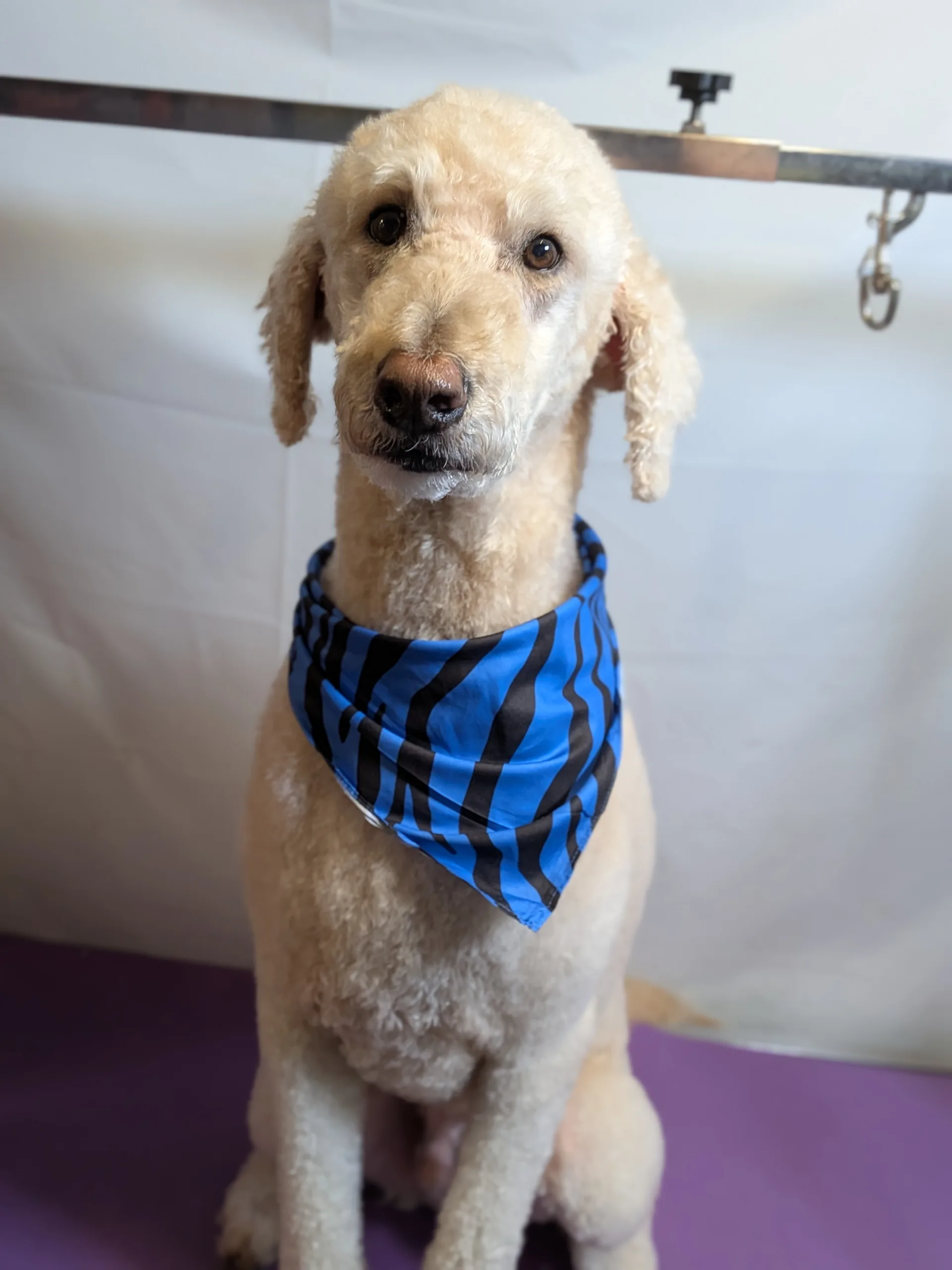 Meet Cooper: A Sweet Doodle Boy With Big Brown Eyes