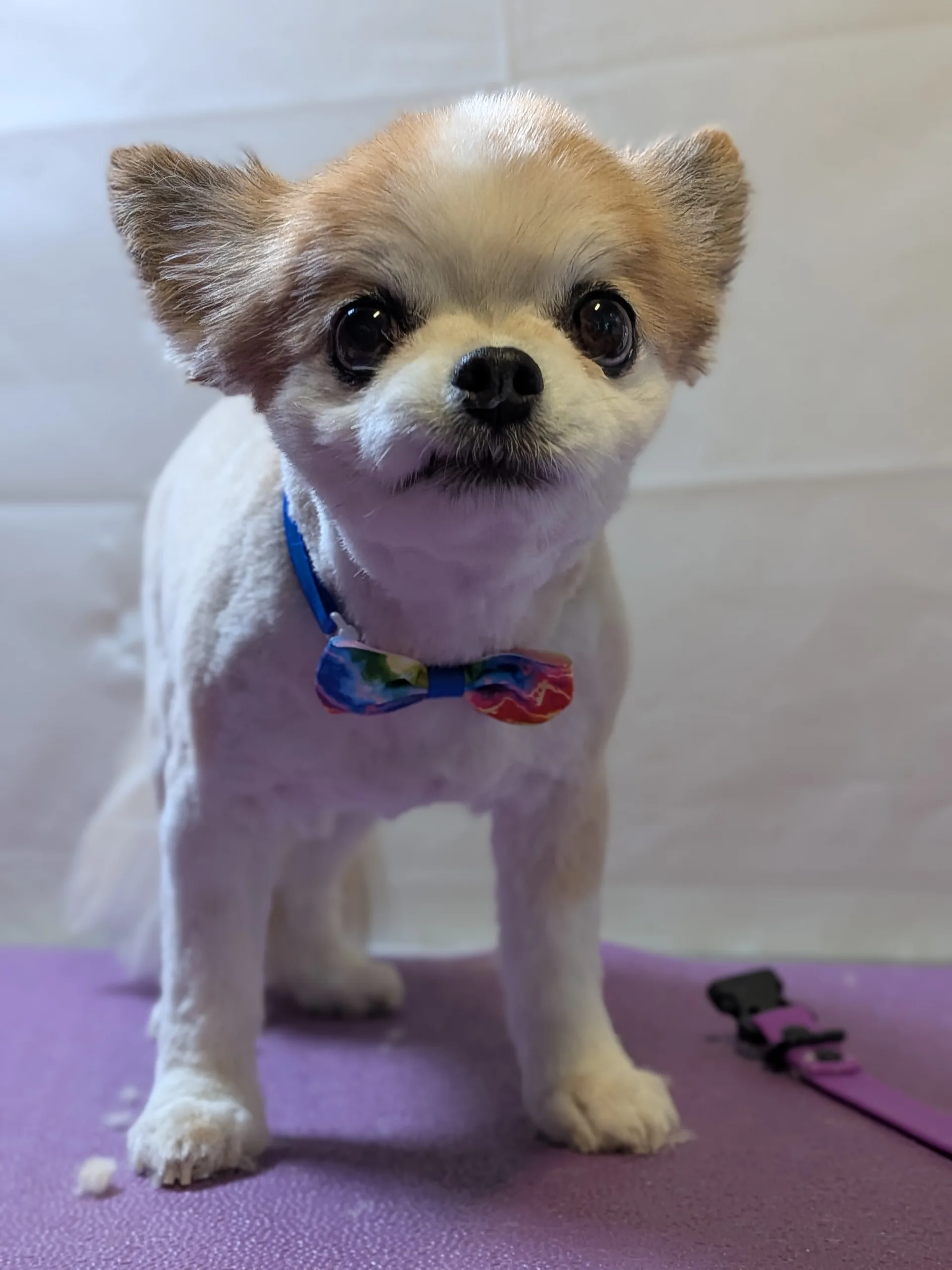 Meet Mike: A Mighty Long Haired Chihuahua Who Packs a Lot of Dog Into a Small Frame