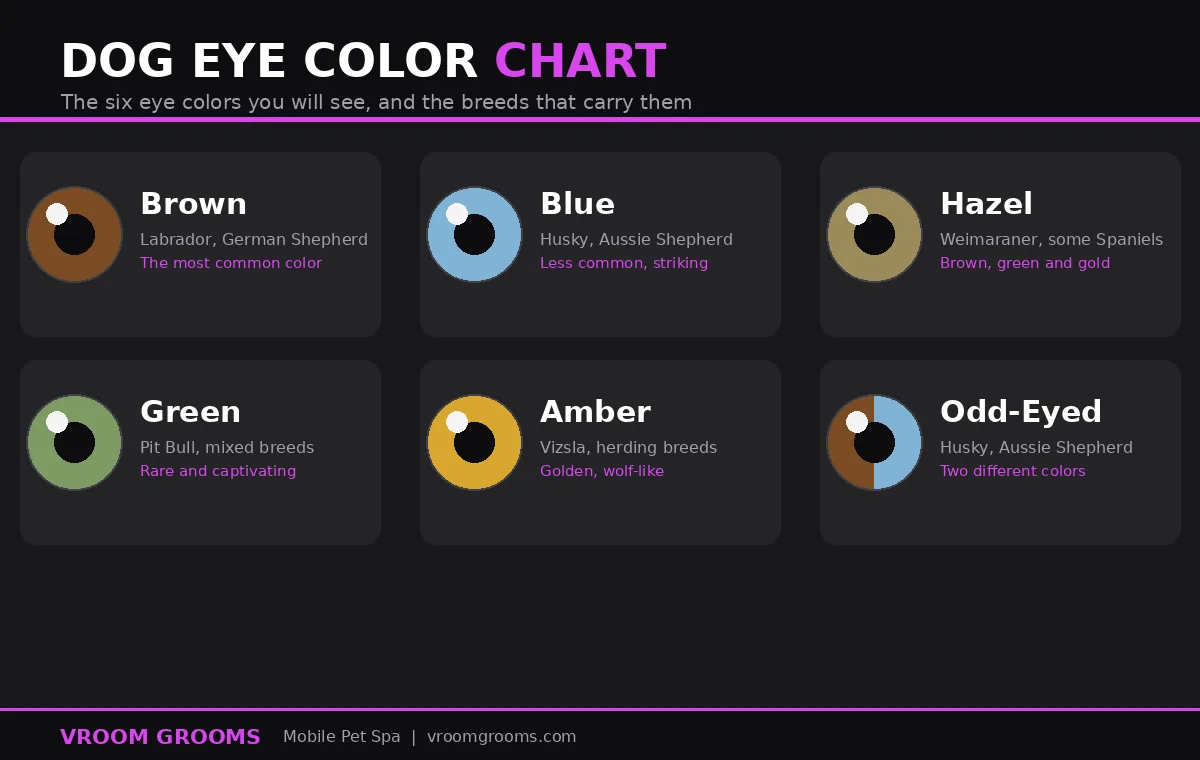 Dog eye color chart showing brown, blue, hazel, green, amber and odd-eyed eye colors