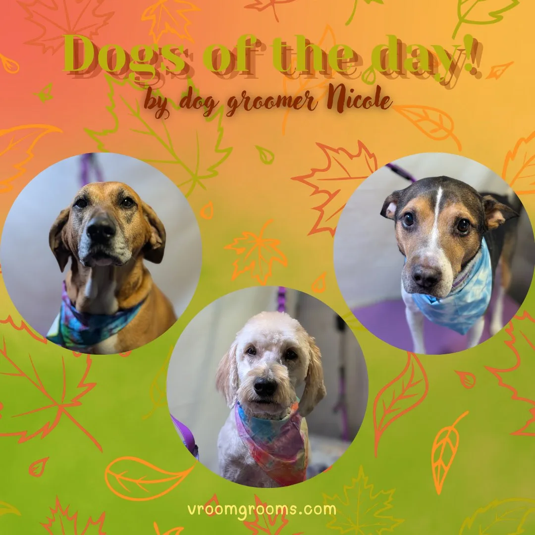 Dogs of the Day: Thursday, September 10th