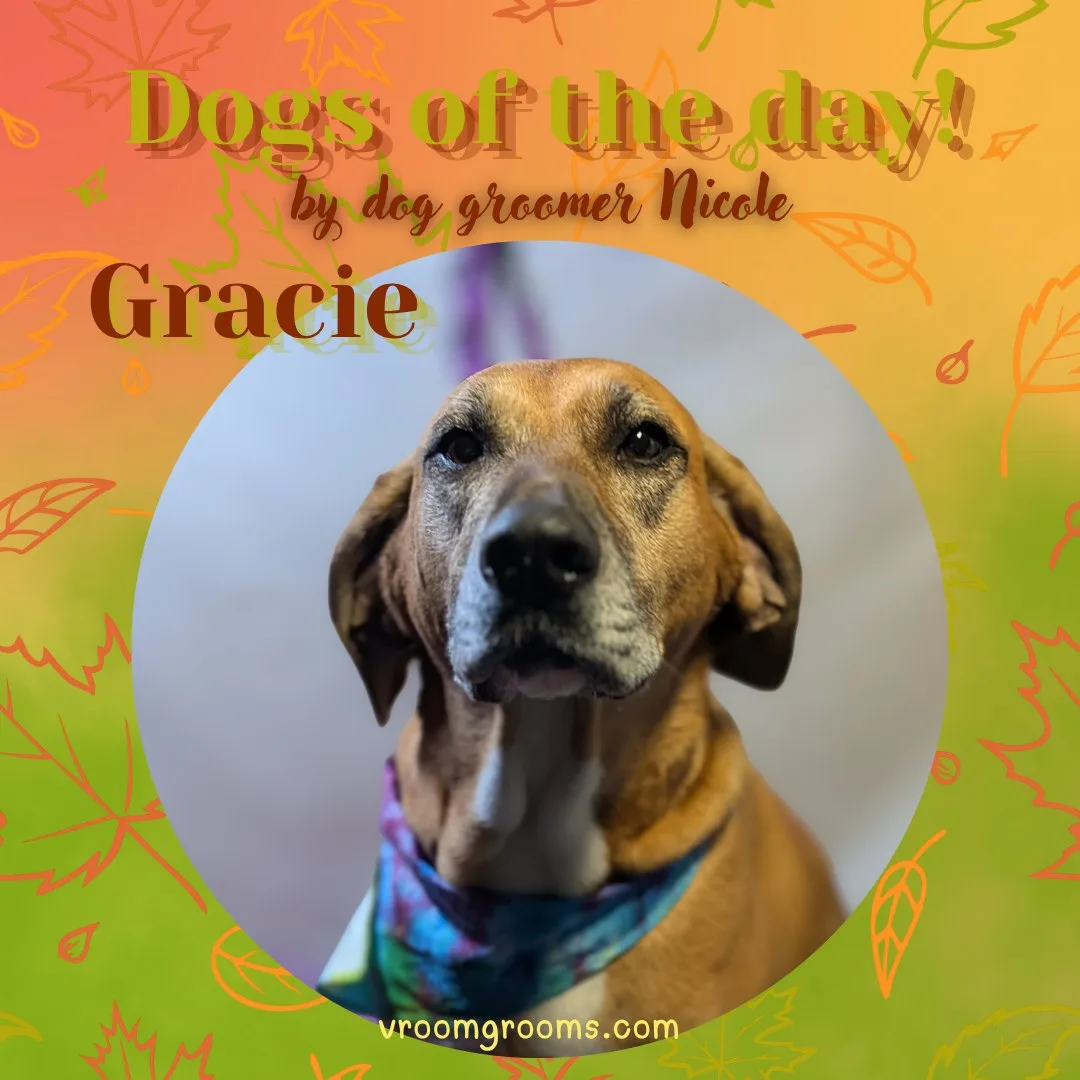 Gracie the tan hound mix wearing a blue and pink tie-dye bandana, in a circular frame on the autumn Dogs of the Day design by dog groomer Nicole, Vroom Grooms LLC, vroomgrooms.com