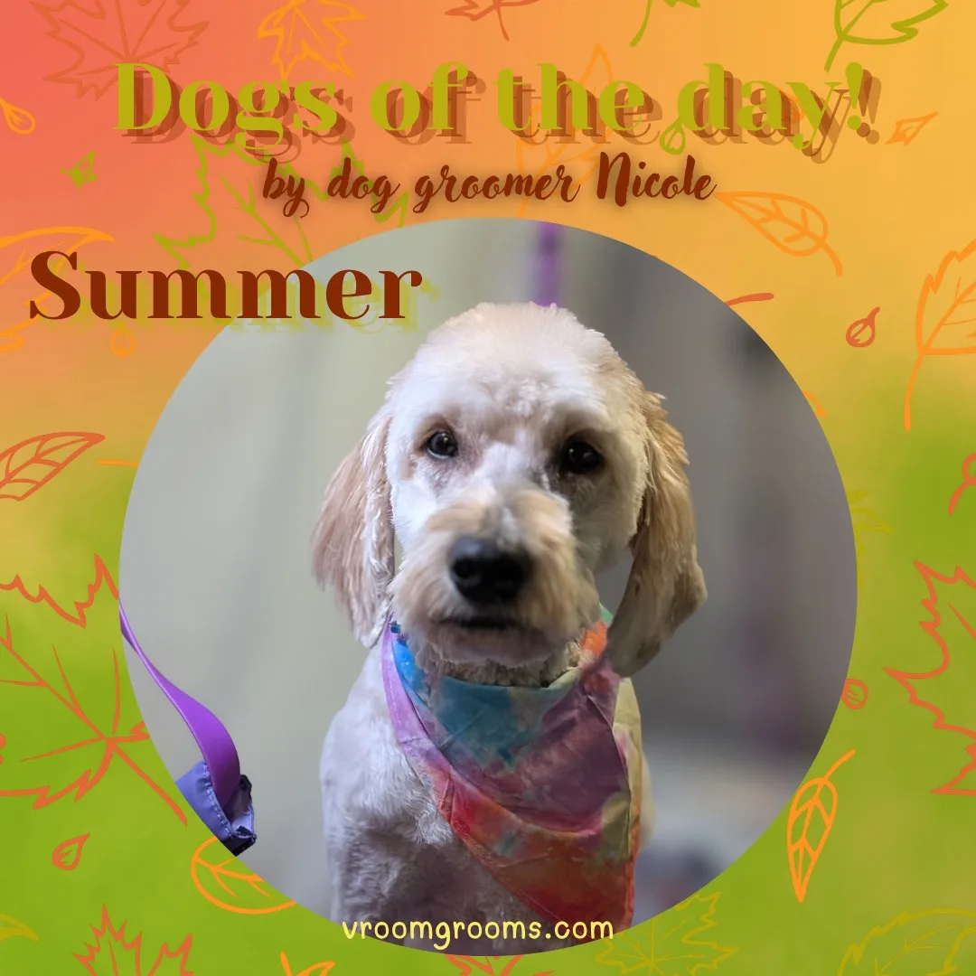 Summer the cream doodle wearing a rainbow tie-dye bandana, in a circular frame on the autumn Dogs of the Day design by dog groomer Nicole, Vroom Grooms LLC, vroomgrooms.com