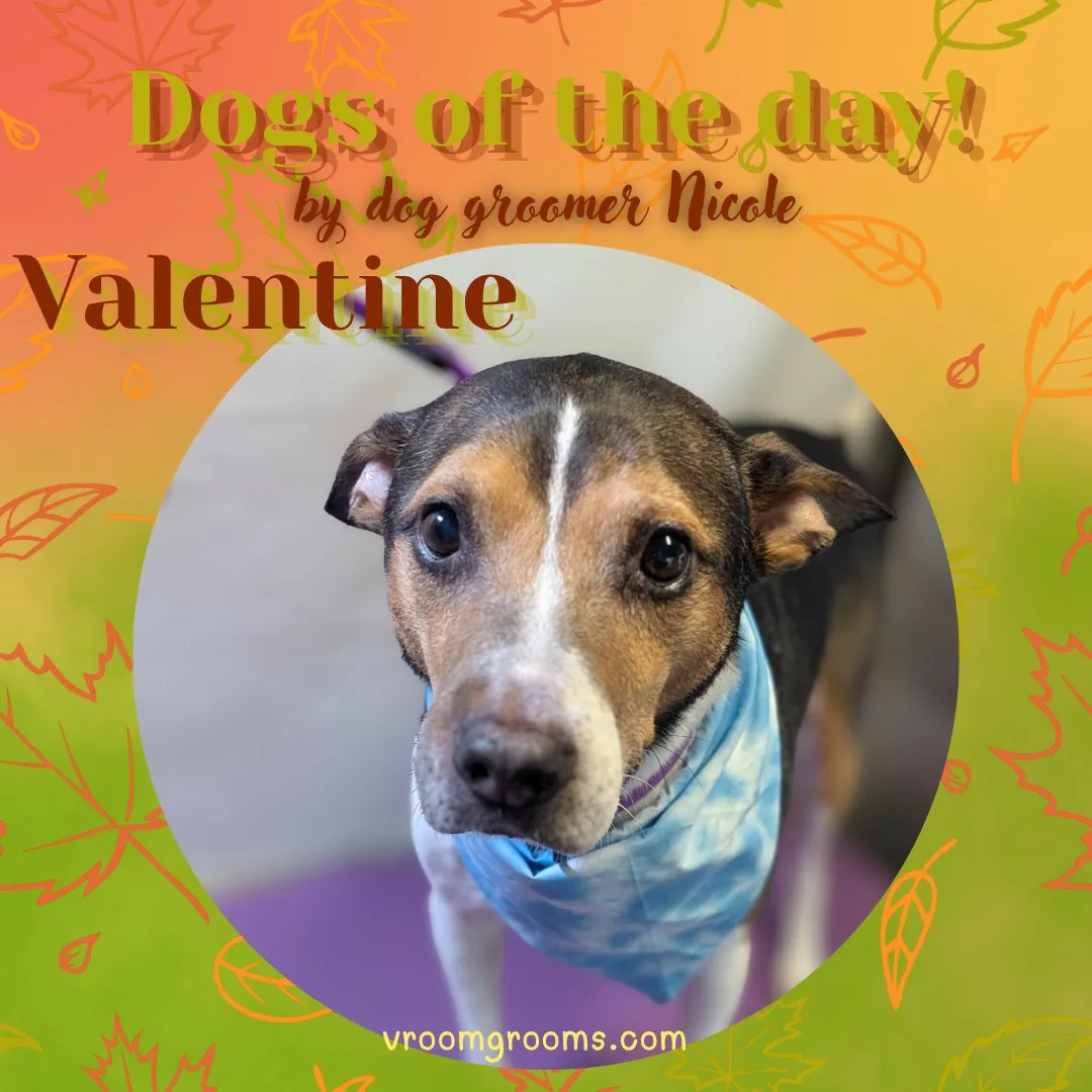 Valentine the tan and white Bull Terrier mix wearing a blue tie-dye bandana, in a circular frame on the autumn Dogs of the Day design by dog groomer Nicole, Vroom Grooms LLC, vroomgrooms.com