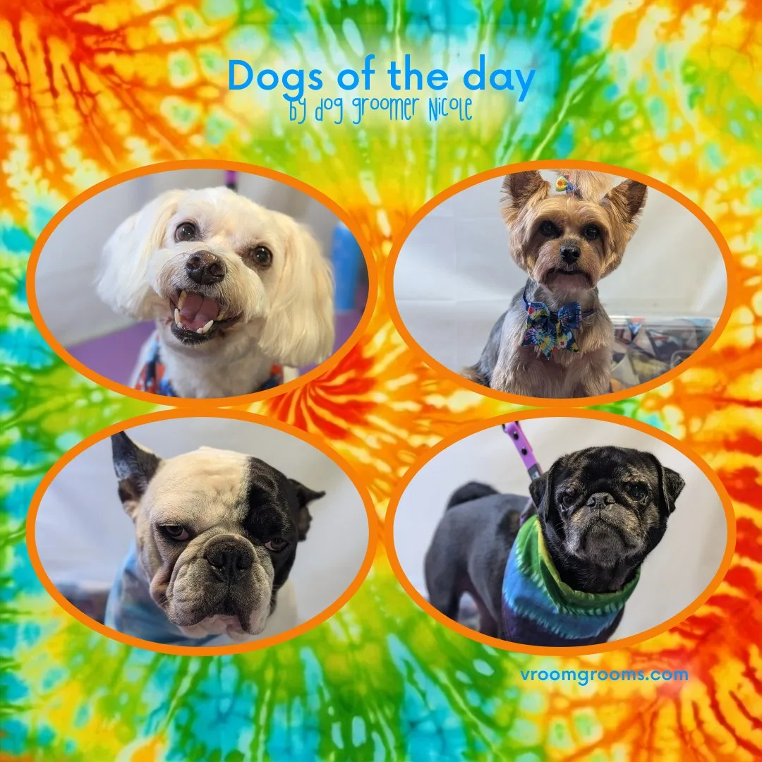 Dogs of the Day: Tuesday, September 8th