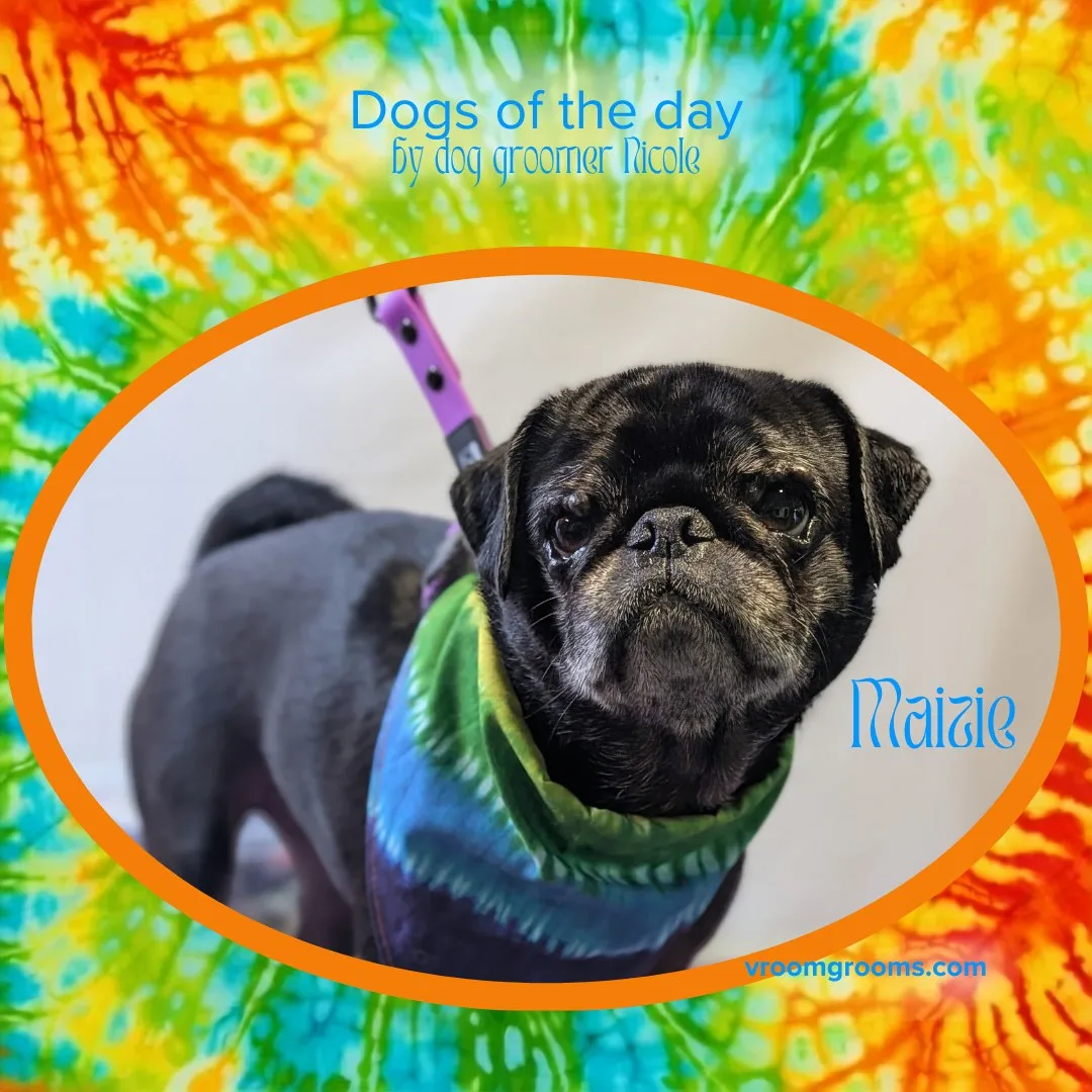 Maizie the black Pug with her green and teal tie-dye bandana, framed in an orange oval with her name in bright blue lettering on the tie-dye Dogs of the Day design by dog groomer Nicole, Vroom Grooms LLC, vroomgrooms.com