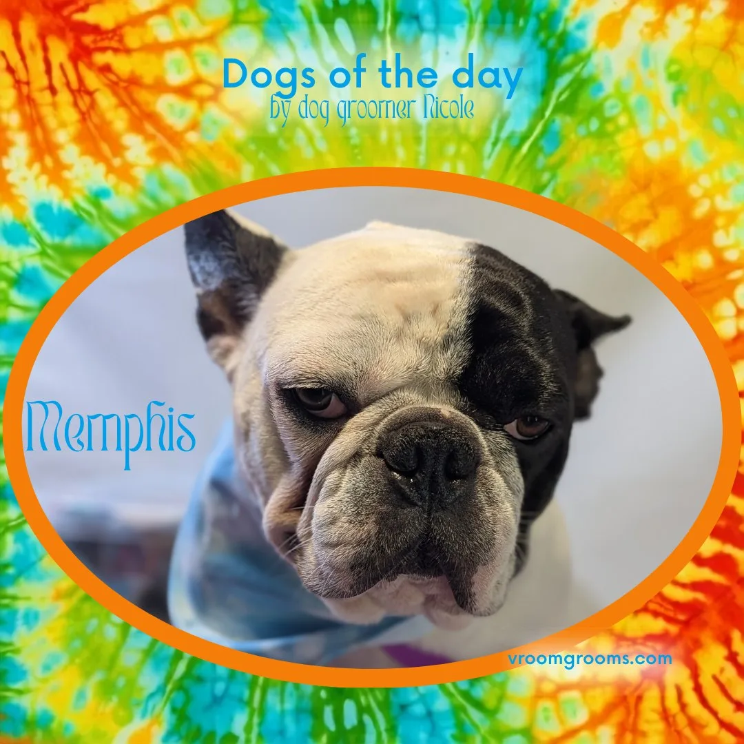 Memphis the English Bulldog with his black mask and blue bandana, framed in an orange oval with his name in bright blue lettering on the tie-dye Dogs of the Day design by dog groomer Nicole, Vroom Grooms LLC, vroomgrooms.com