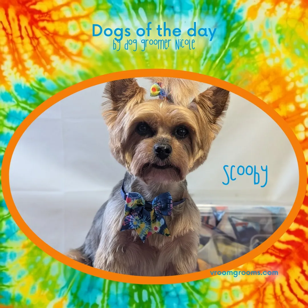 Scooby the Yorkshire Terrier with her topknot and bow, framed in an orange oval with her name in bright blue lettering on the tie-dye Dogs of the Day design by dog groomer Nicole, Vroom Grooms LLC, vroomgrooms.com