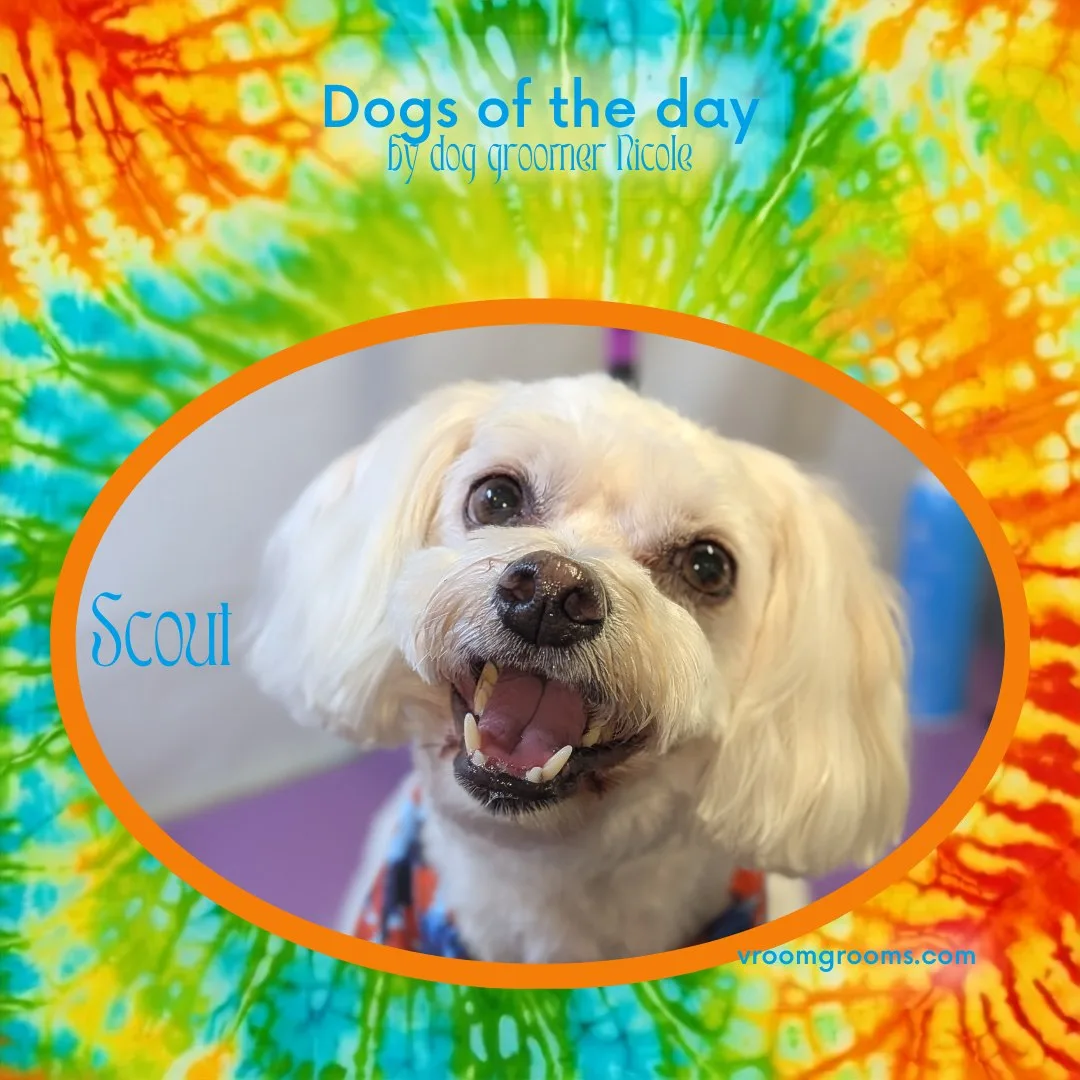 Scout the Havanese mix smiling, framed in an orange oval with his name in bright blue lettering on the tie-dye Dogs of the Day design by dog groomer Nicole, Vroom Grooms LLC, vroomgrooms.com