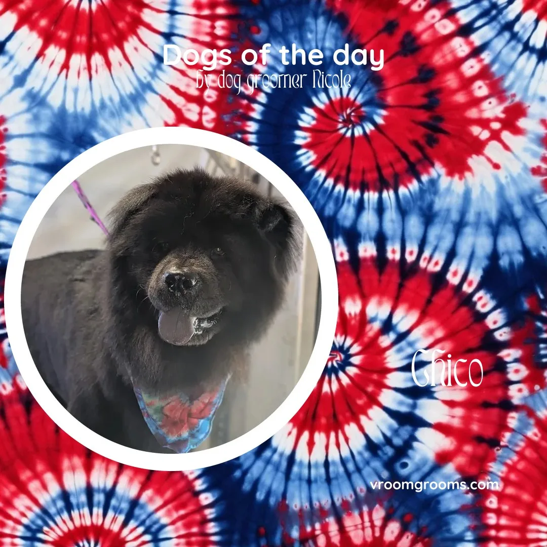 Chico the Chow Chow with his tongue out wearing his colorful bandana in an oval frame on the red white and blue tie-dye Dogs of the Day design by dog groomer Nicole, Vroom Grooms LLC, vroomgrooms.com