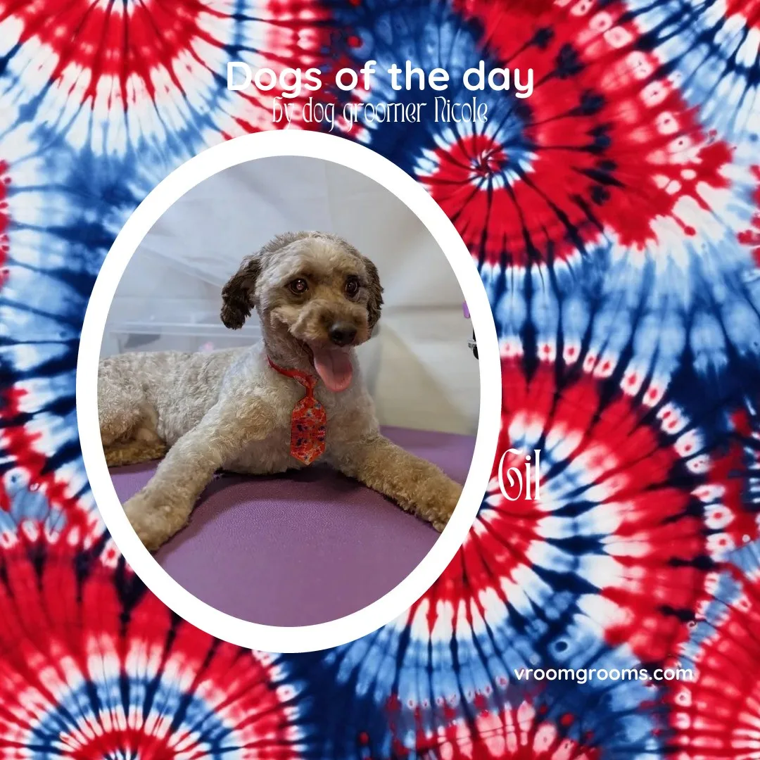 Gil the poodle mix with his tongue out and his signature necktie in an oval frame on the red white and blue tie-dye Dogs of the Day design by dog groomer Nicole, Vroom Grooms LLC, vroomgrooms.com