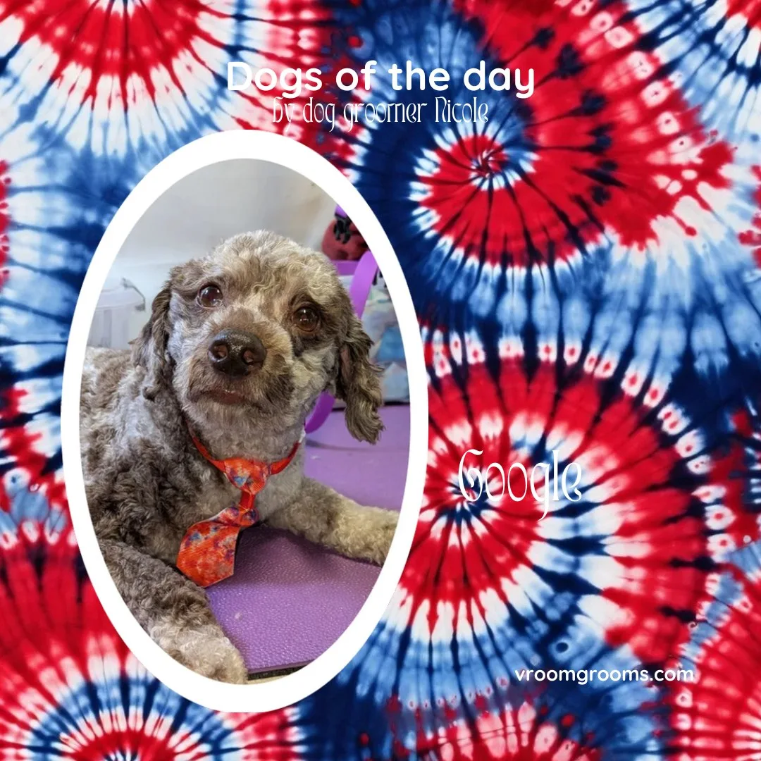 Google the poodle mix up close with soulful eyes and his signature necktie in an oval frame on the red white and blue tie-dye Dogs of the Day design by dog groomer Nicole, Vroom Grooms LLC, vroomgrooms.com