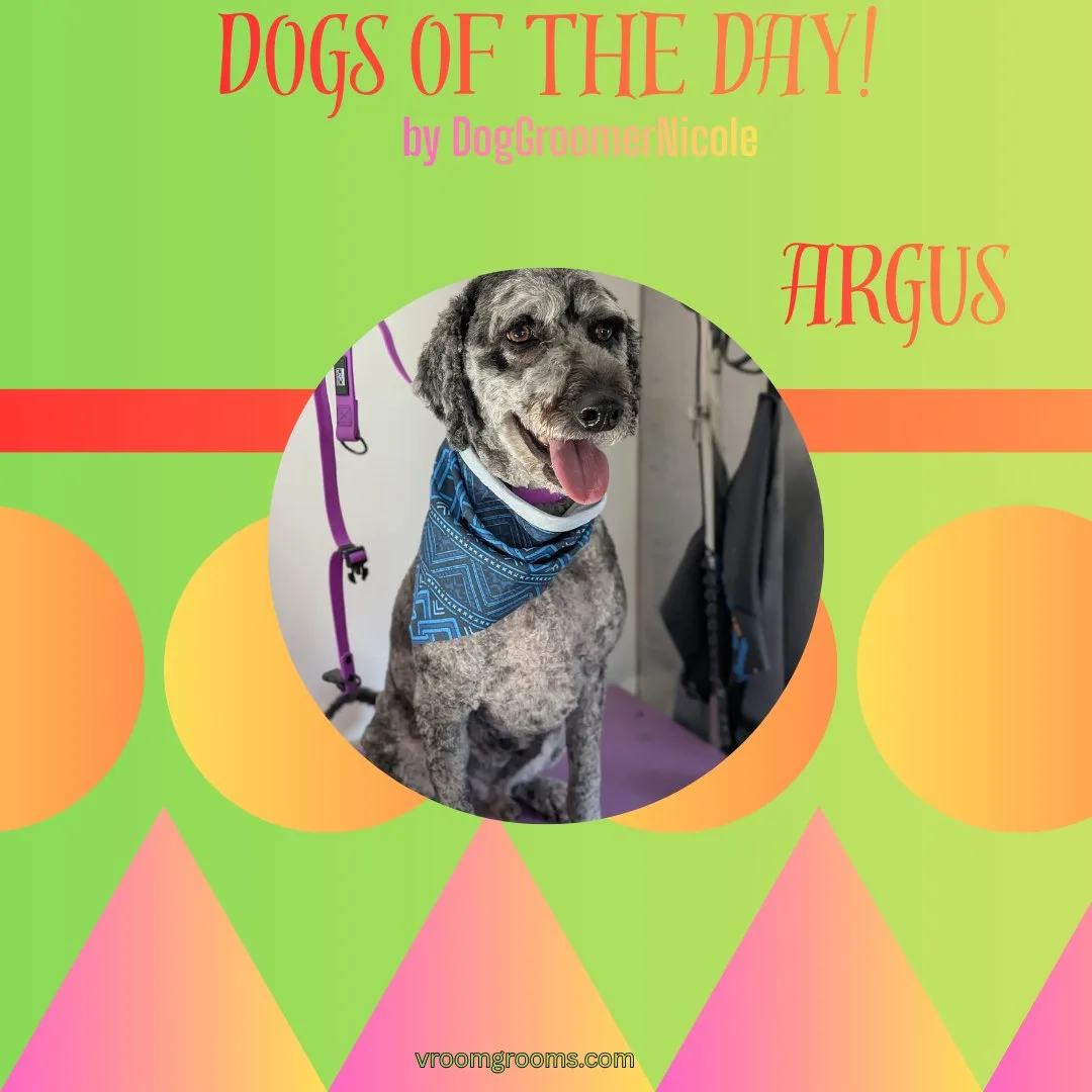 Argus the gray curly doodle wearing a blue patterned bandana on the grooming table in the Vroom Grooms van, Dogs of the Day graphic by dog groomer Nicole, vroomgrooms.com