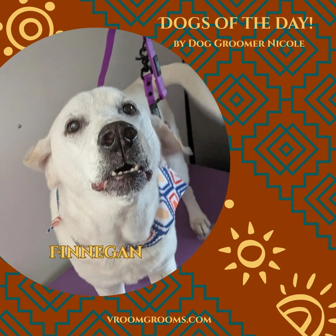 Finnegan, a white dog with a speckled muzzle and floppy ears looking up while wearing a blue patterned bandana