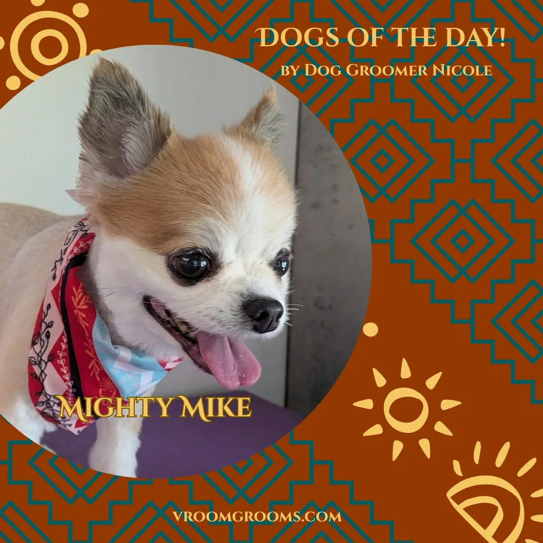 Mighty Mike, a small cream and white long-haired Chihuahua with large erect ears and his tongue out, wearing a red patterned bandana
