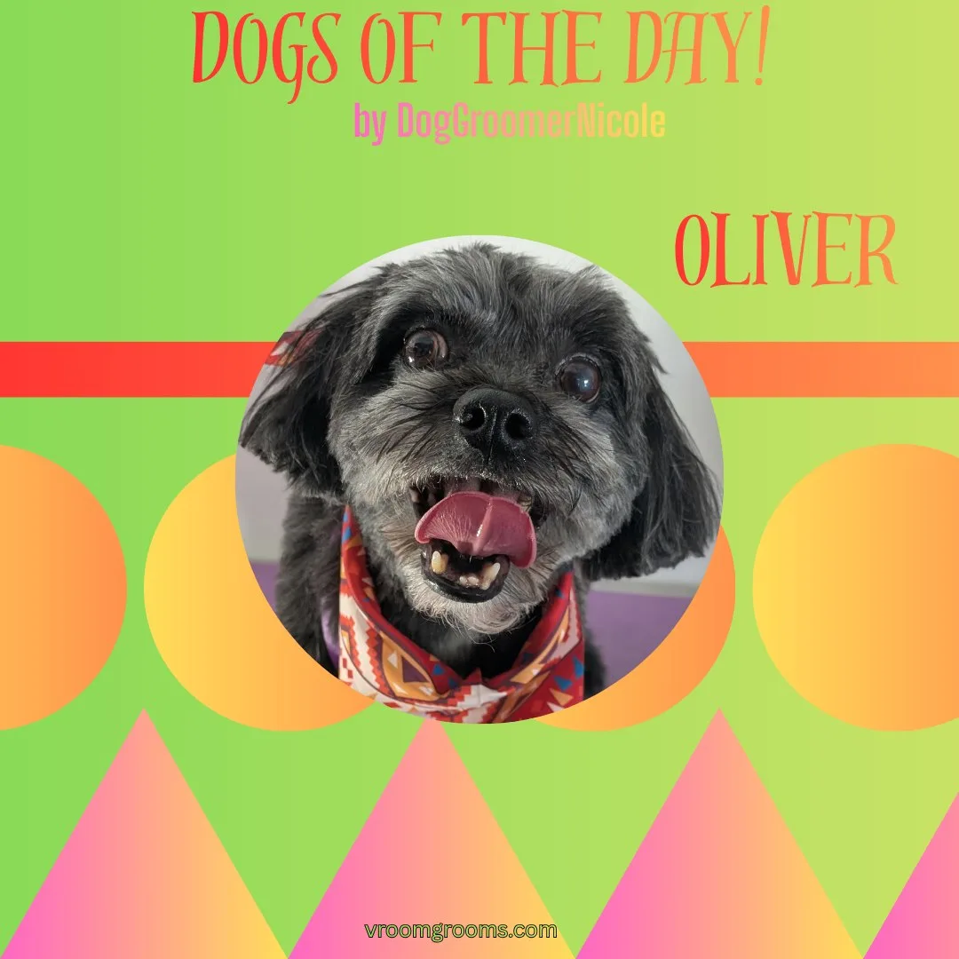 Oliver the black shaggy Havanese and Shih Tzu mix wearing a red patterned bandana on the grooming table in the Vroom Grooms van, Dogs of the Day graphic by dog groomer Nicole, vroomgrooms.com