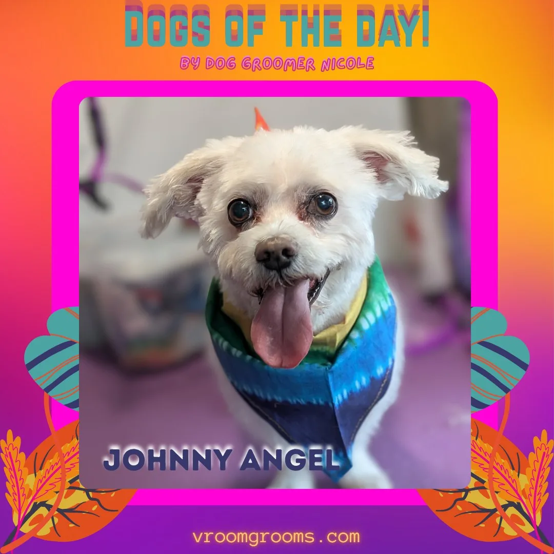 Johnny Angel the Maltese with his tongue out and blue and teal tie-dye bandana, framed in bright pink with his name in bright lettering on the Dogs of the Day design by dog groomer Nicole, Vroom Grooms LLC, vroomgrooms.com