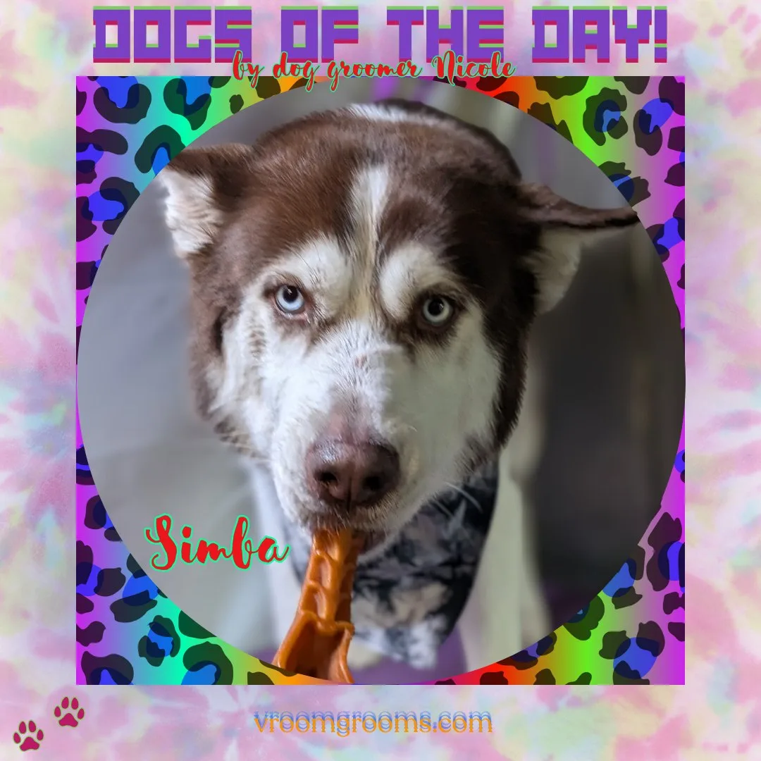 Simba the brown and white husky with blue eyes holding a chew treat, in a circular rainbow leopard frame on the Dogs of the Day design by dog groomer Nicole, Vroom Grooms LLC, vroomgrooms.com