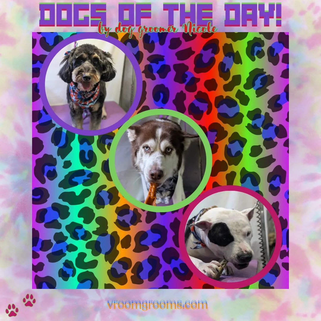 Dogs of the Day: Friday, September 11th