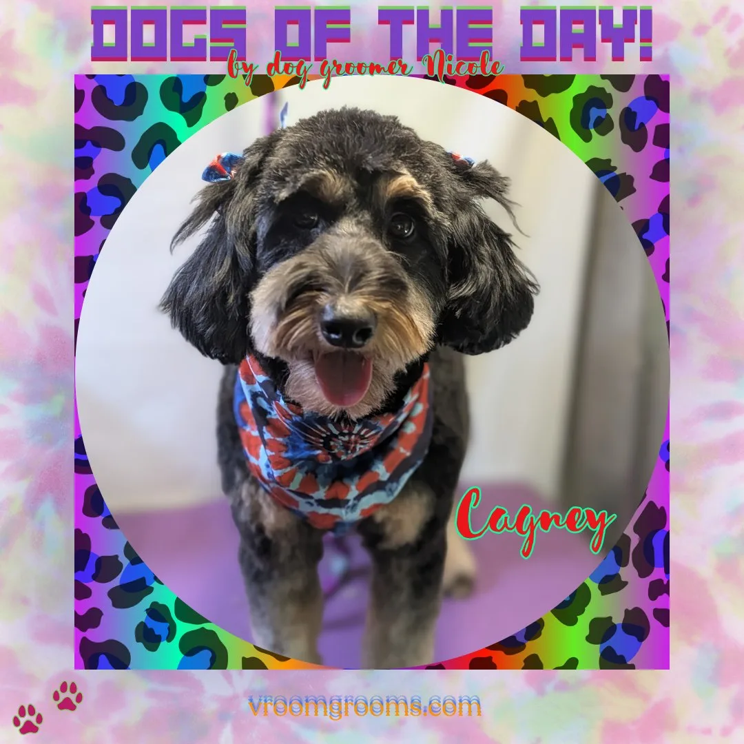 Cagney the mini doodle with black curly fur and tan markings, wearing a red, white and blue tie-dye bandana with blue bows, in a circular rainbow leopard frame on the Dogs of the Day design by dog groomer Nicole, Vroom Grooms LLC, vroomgrooms.com