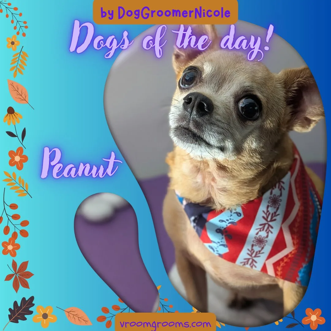 Peanut the tan Chihuahua wearing a red, white and blue patterned bandana, sitting on the grooming table in the Vroom Grooms van, Dogs of the Day graphic by dog groomer Nicole, vroomgrooms.com