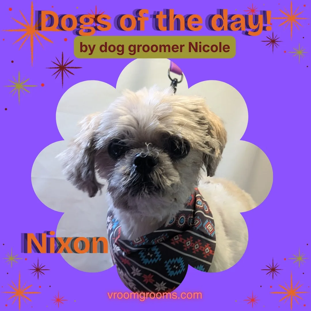 Nixon the tan and white Shih Tzu wearing a black geometric-patterned bandana with red, white and teal accents, in a flower-shaped frame on the purple starburst Dogs of the Day design by dog groomer Nicole, vroomgrooms.com